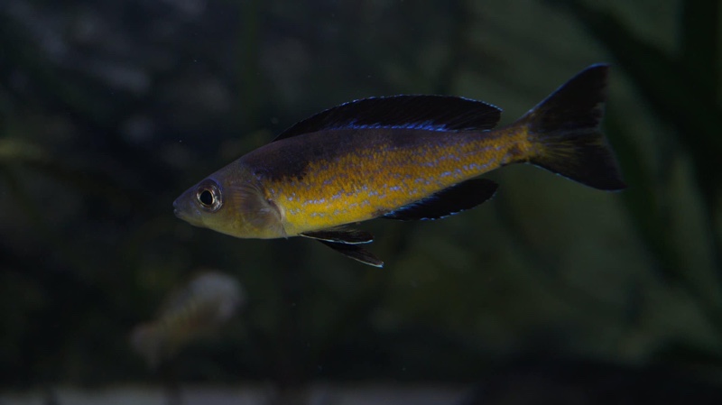 Cyprichromis microlepidotus 'Bilila (Kavala) Island'